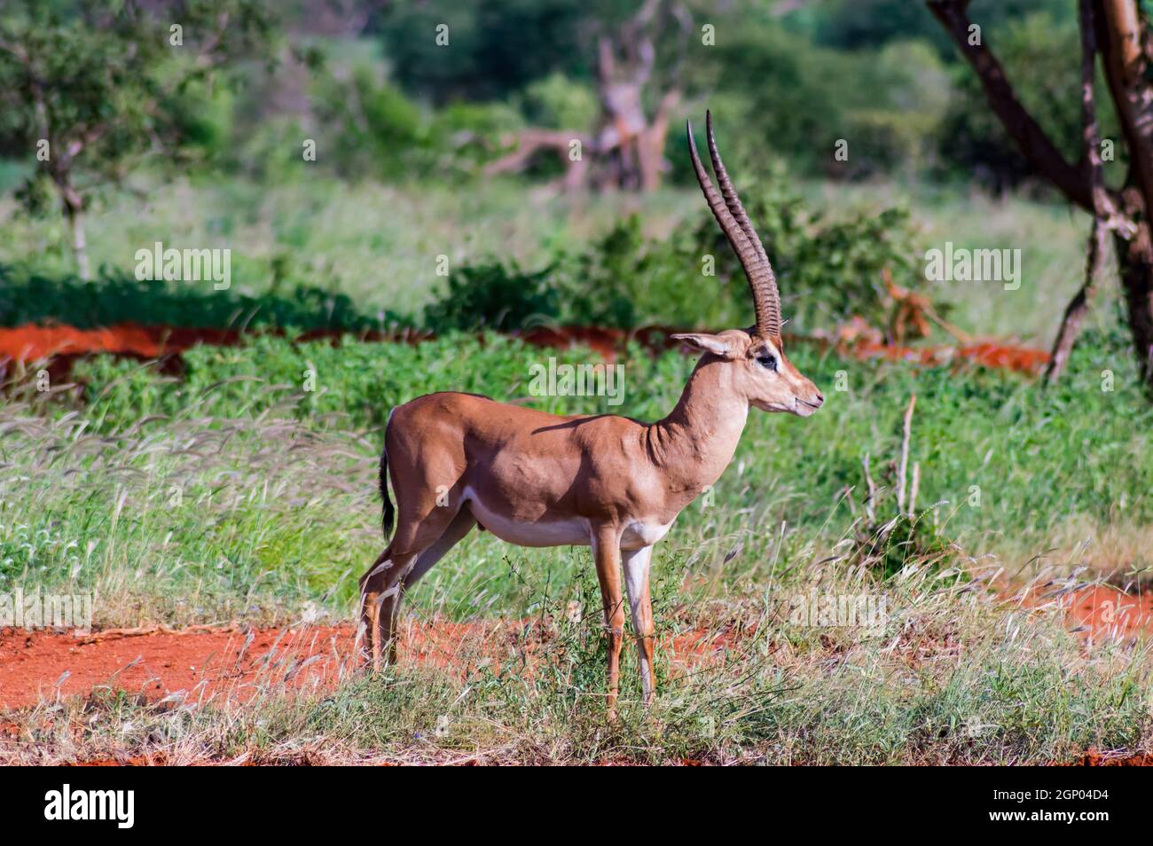 Solitary gazelle in the savannah of Tsavo East park in Kenya in Africa Stock Photo