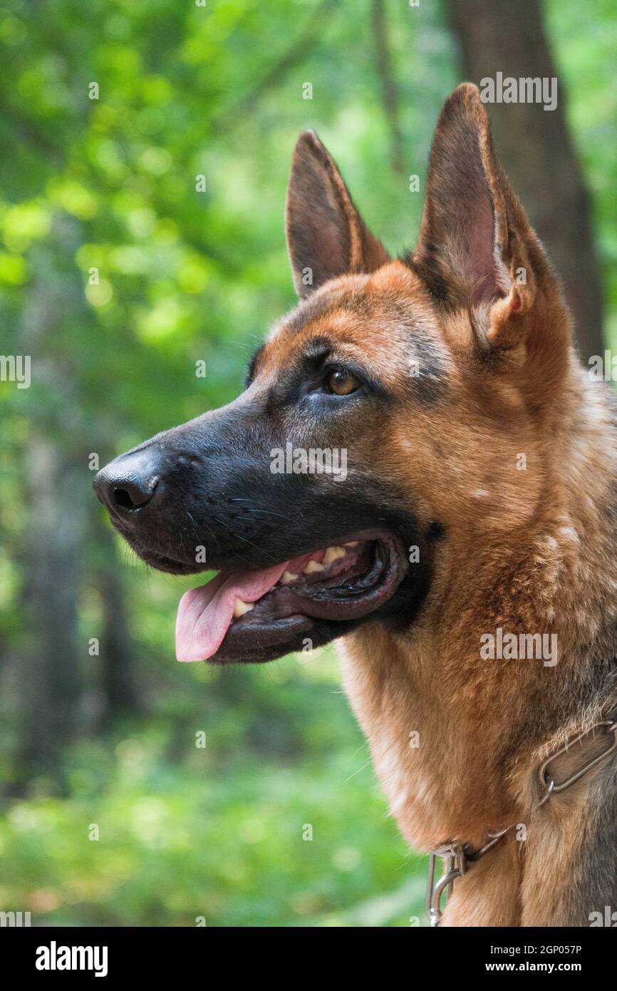 Red haired german shepherd 2025