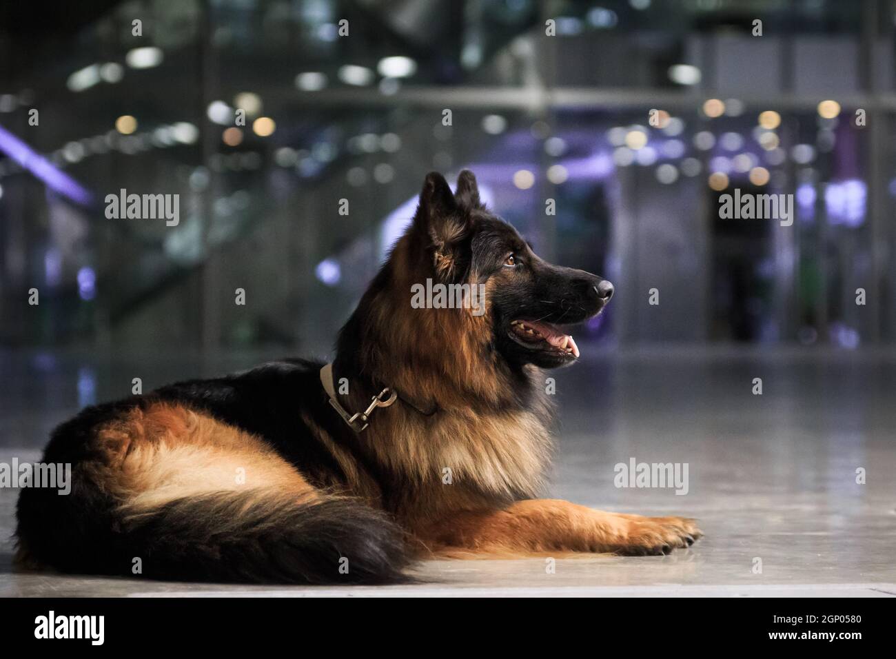 Big fluffy german shepherd 2025