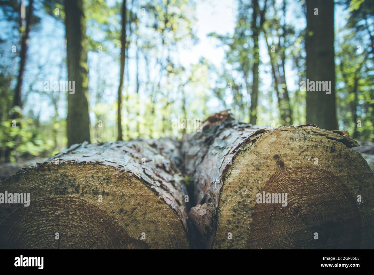 Close up picture of a fallen tree trunk, forest in the blurry ...