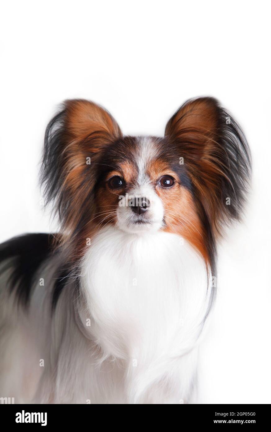 White black red haired papillon breed dog continental toy spaniel
