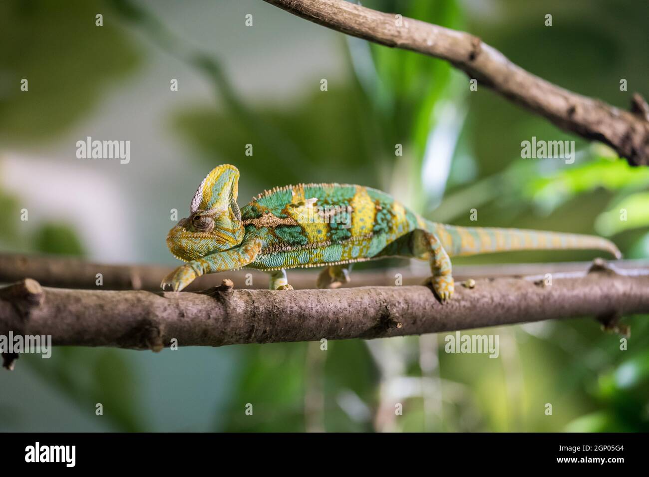 Poster Premium D'un Caméléon Coloré Grimpant à Un Arbre - Gros Plan Animalier Pour Décoration Murale