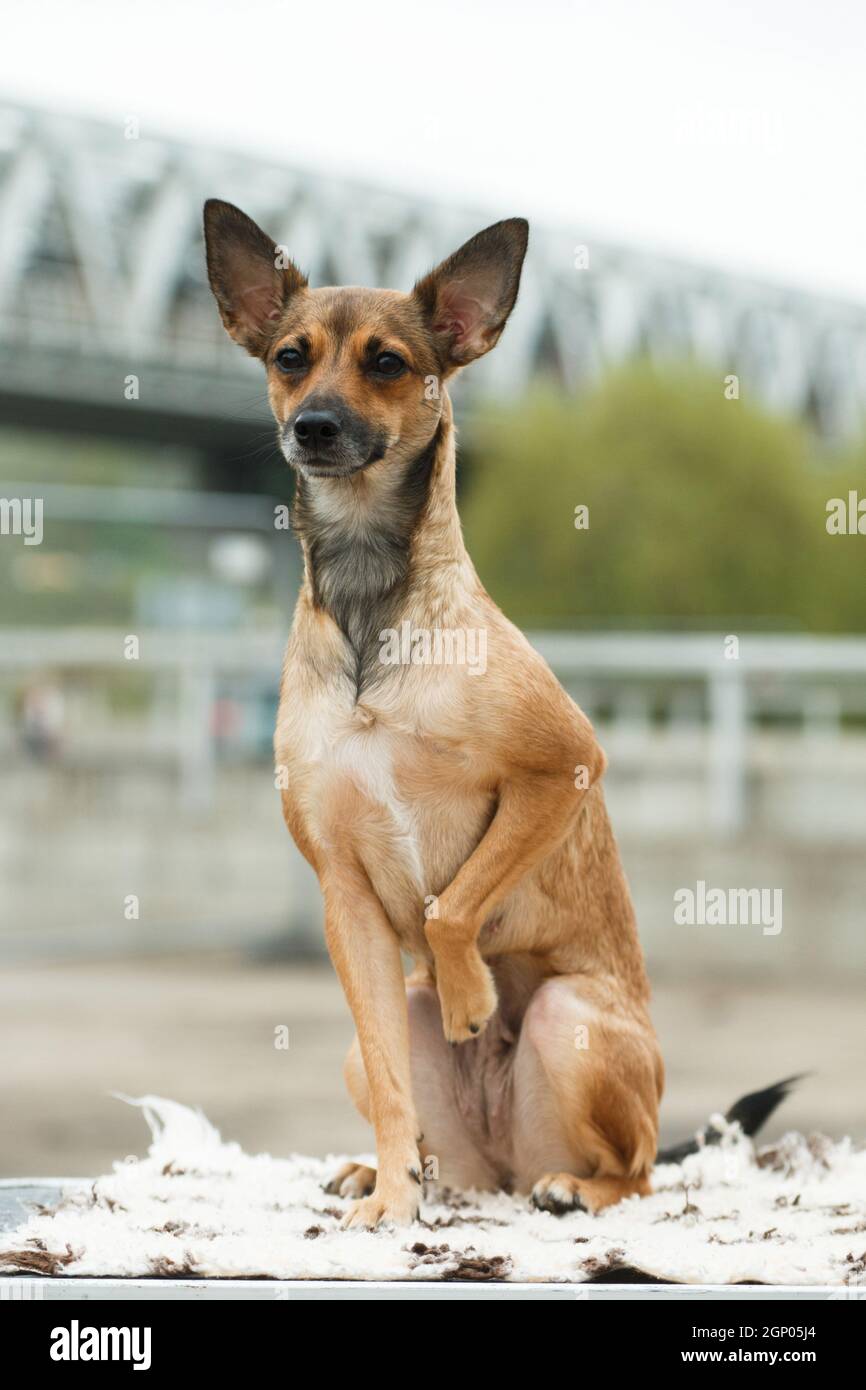 Coated, a medium-sized adult beige dog of the breed Peruvian Hairless Dog (Peruvian Inca Orchid, Hairless Inca Dog, Viringo, Calato, Mexican Hairless Stock Photo