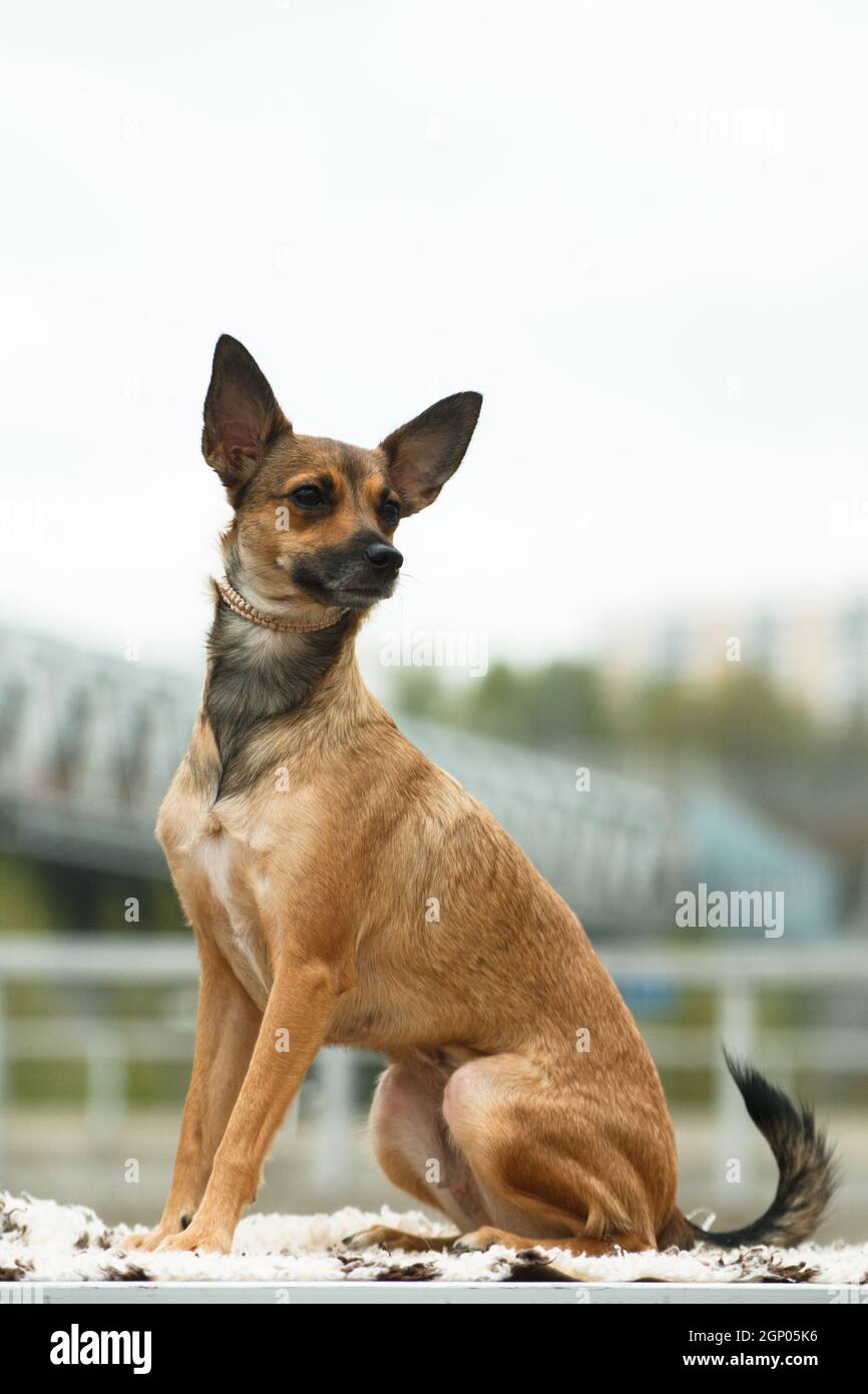 Coated, a medium-sized adult beige dog of the breed Peruvian Hairless Dog (Peruvian Inca Orchid, Hairless Inca Dog, Viringo, Calato, Mexican Hairless Stock Photo