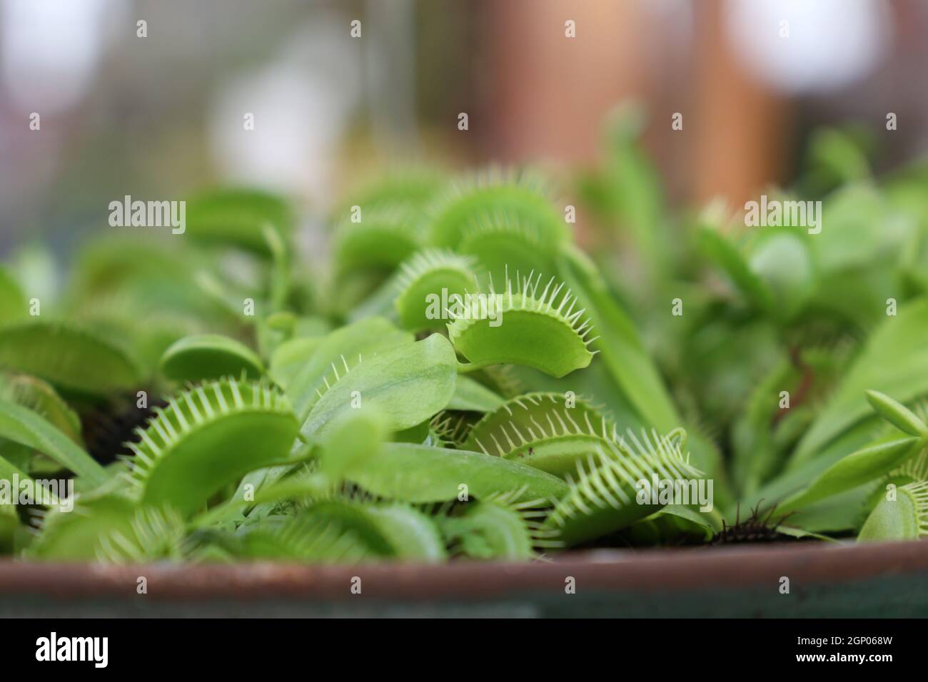 Venus flytrap, dionaea muscipula with open traps. Stock Photo