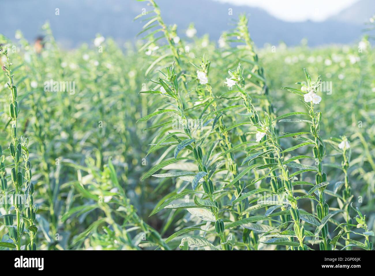 Sesame seed flower on tree in the field, Sesame a tall annual