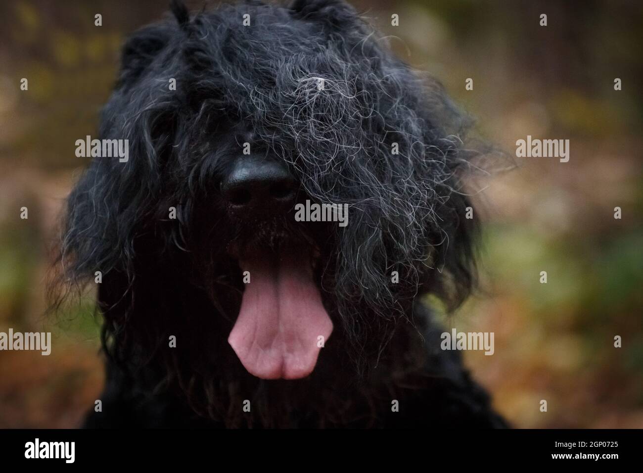A close-up portrait of a Russian Black Terrier, a large and formidable dog bred by Soviet breeders. Stock Photo