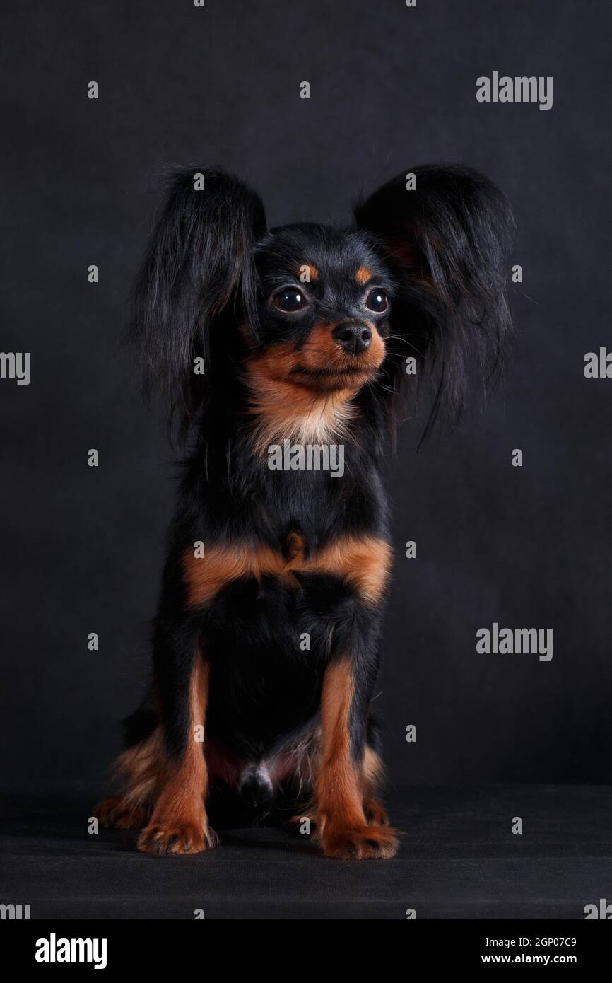 russian toy long haired