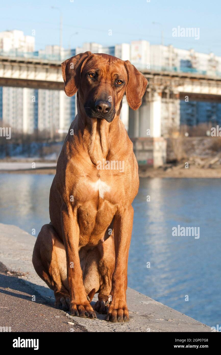 Portrait of red-haired big dog of the Ridgeback breed, sitting on the embankment by the river, outdoors, on a blue background of water Stock Photo