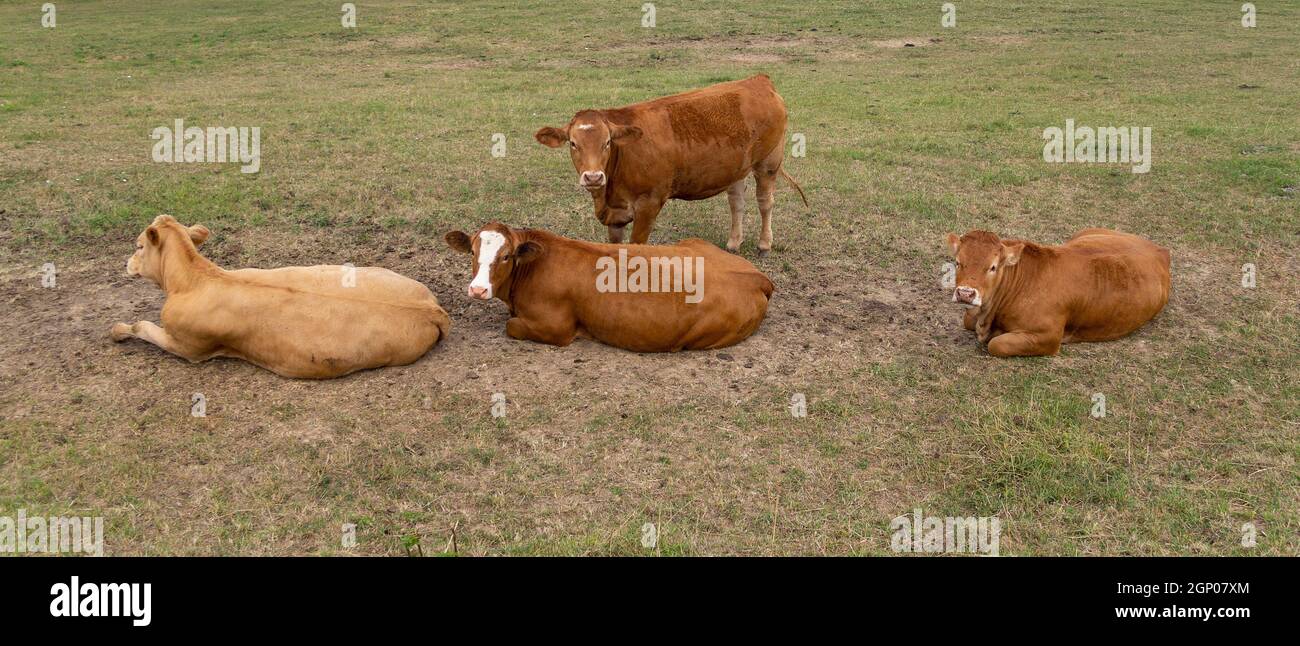 group of resting brown cows on a meadow at summer time Stock Photo - Alamy