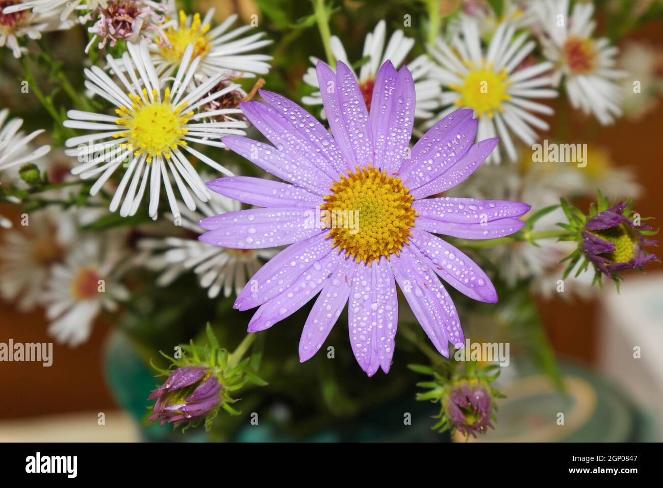 Oreostemma. Aster with blue petals covered with dew drops. Selective focus. Stock Photo