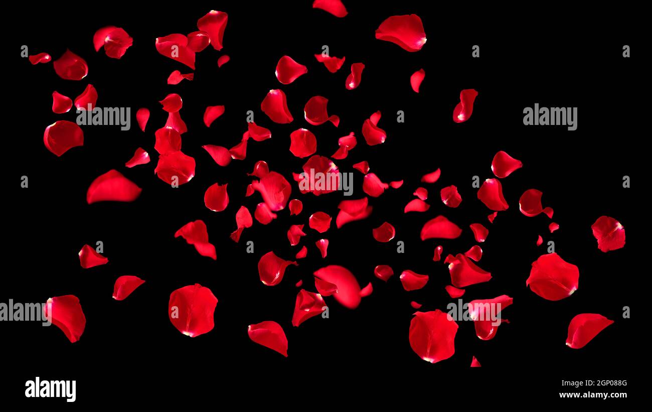 Animation red rose petals flying hi-res stock photography and images ...