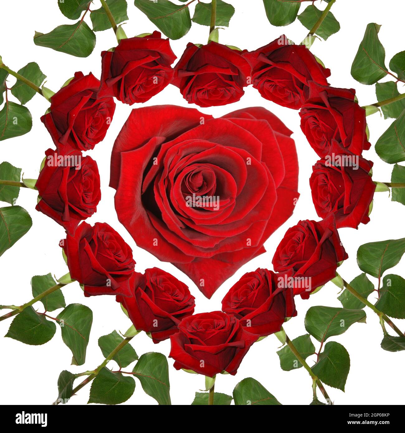 Natural rose from botanical garden Stock Photo - Alamy