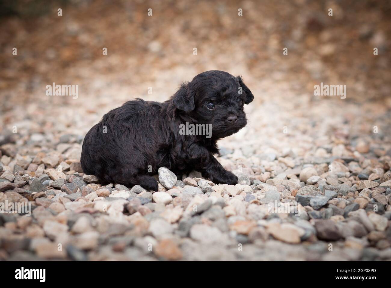 Little black curly puppy of breed Russian colored lap-dog lonely sits on a  stony coating outdoors Stock Photo - Alamy