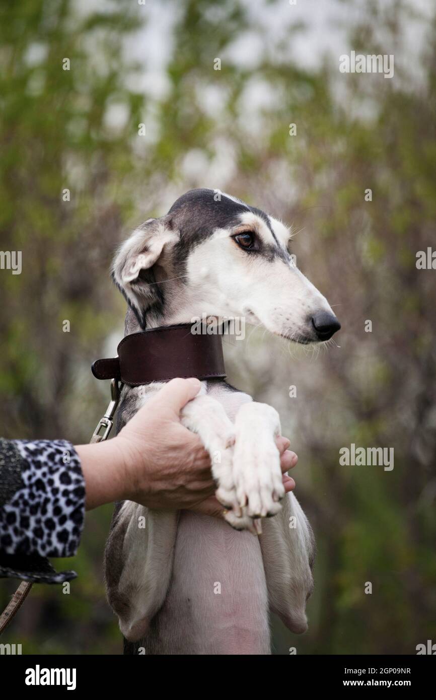Saluki (Persian greyhound, gazelle dog) - a breed of greyhound dogs, is considered one of the oldest breeds. An elegant, rather large dog, designed fo Stock Photo
