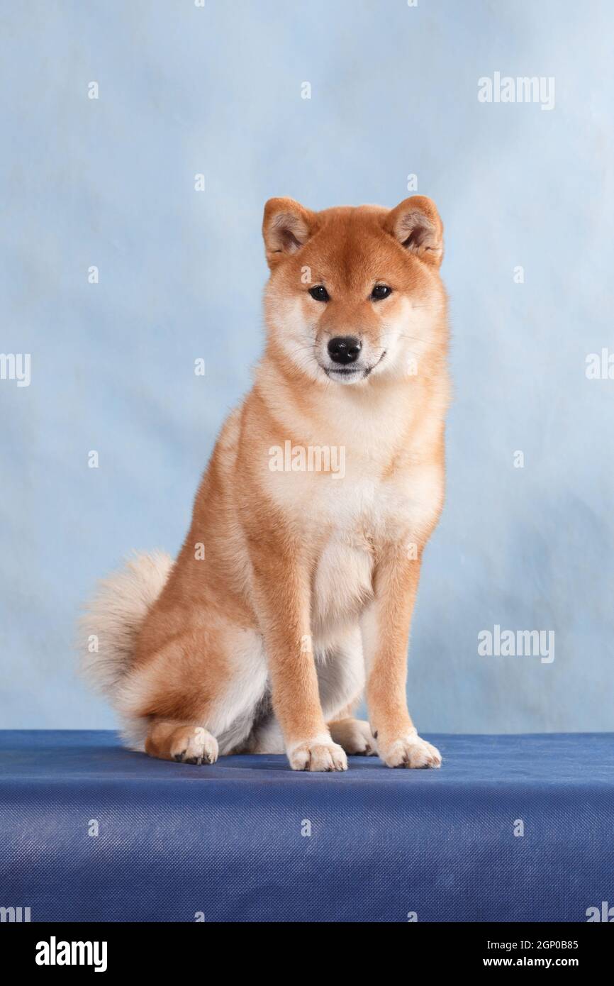 Red Japanese National Breed Shiba Inu Dog Meets Tortoiseshell Maine Coon Cat On Blue Background In Studio Indoors Horisontal Photo Stock Photo Alamy