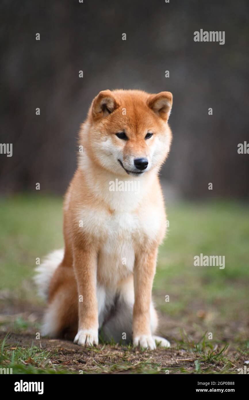 Red Japanese National Breed Shiba Inu Dog Meets Tortoiseshell Maine Coon Cat On Blue Background In Studio Indoors Horisontal Photo Stock Photo Alamy