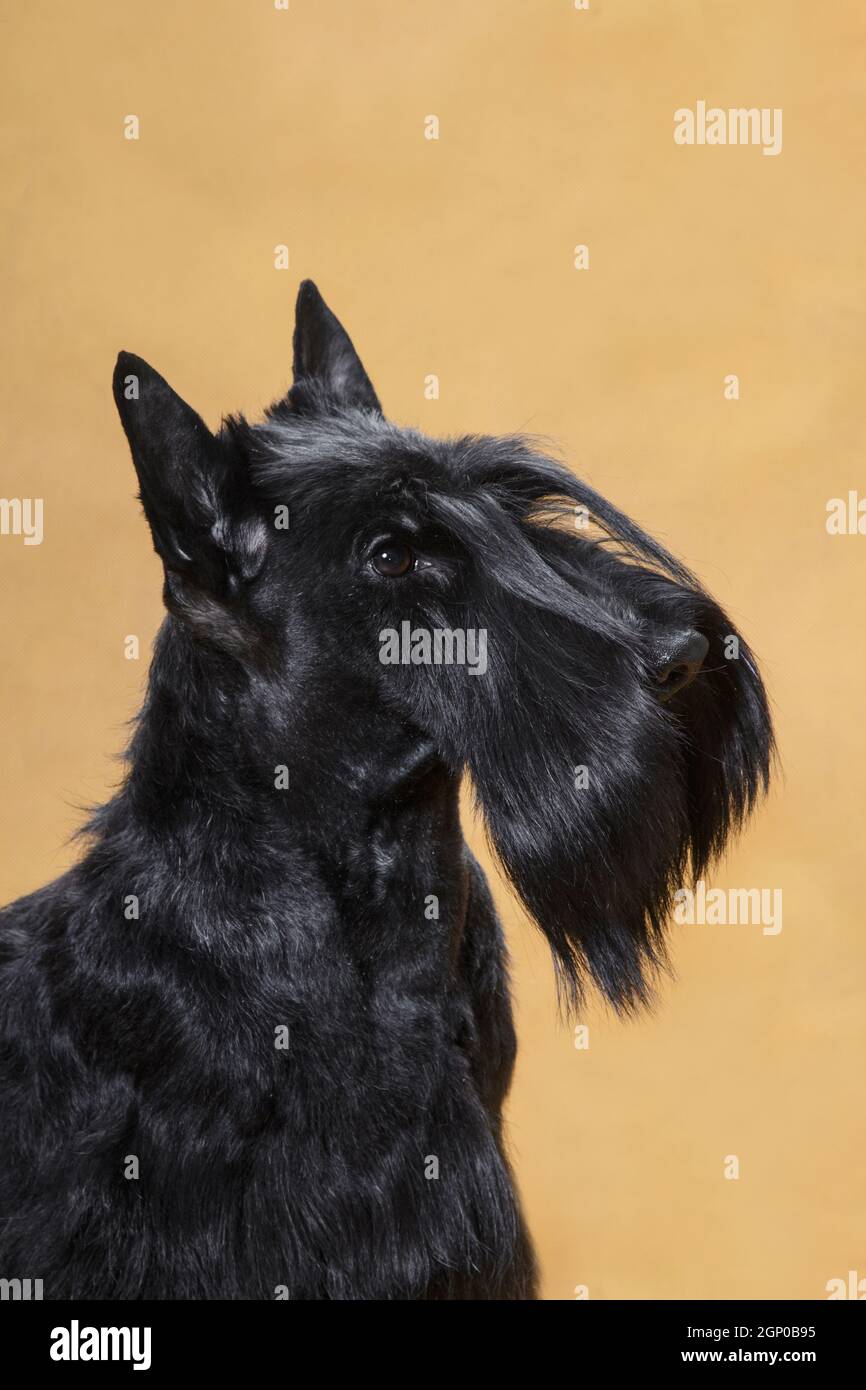 black wire terrier