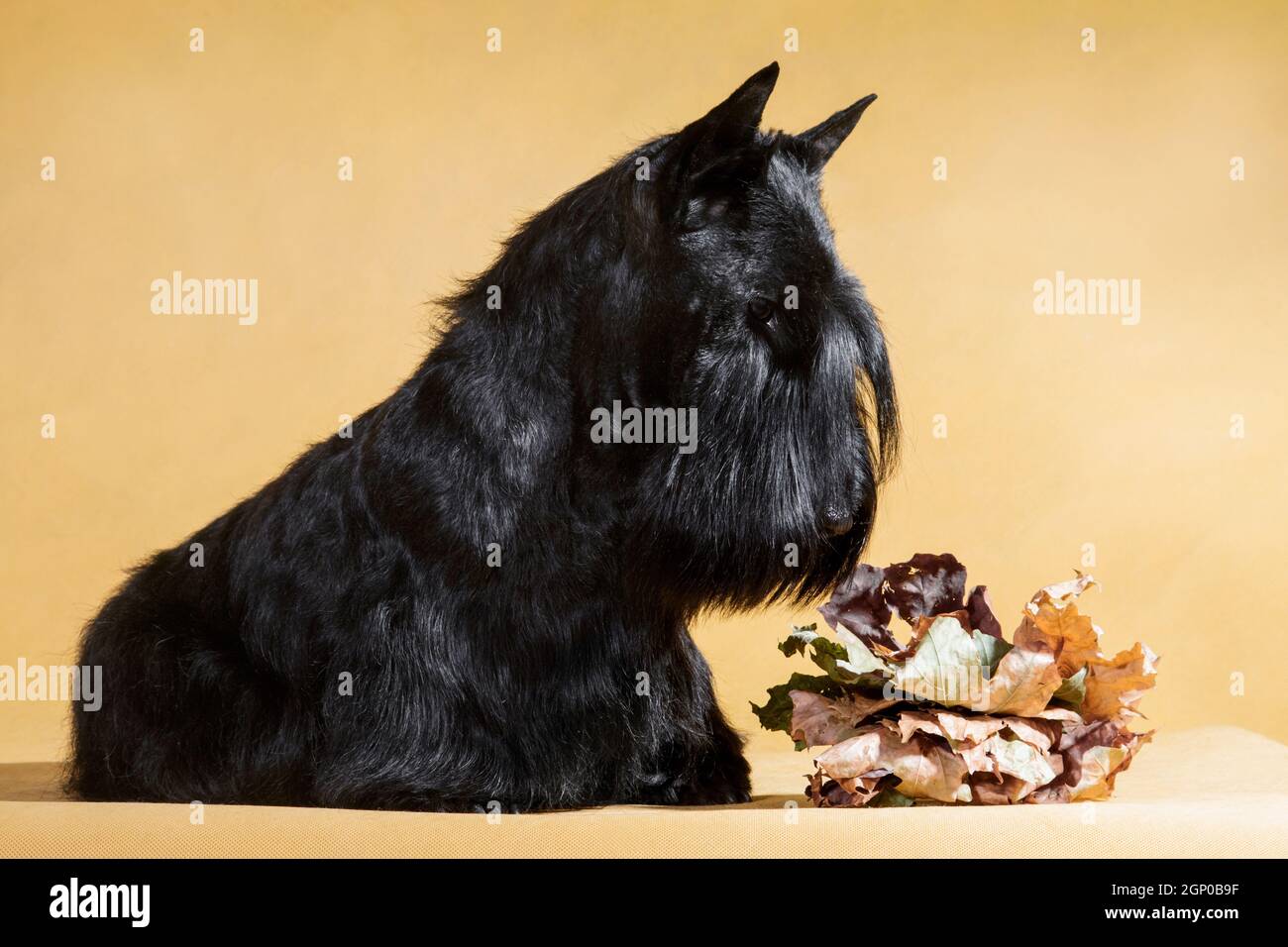 black wire haired terrier