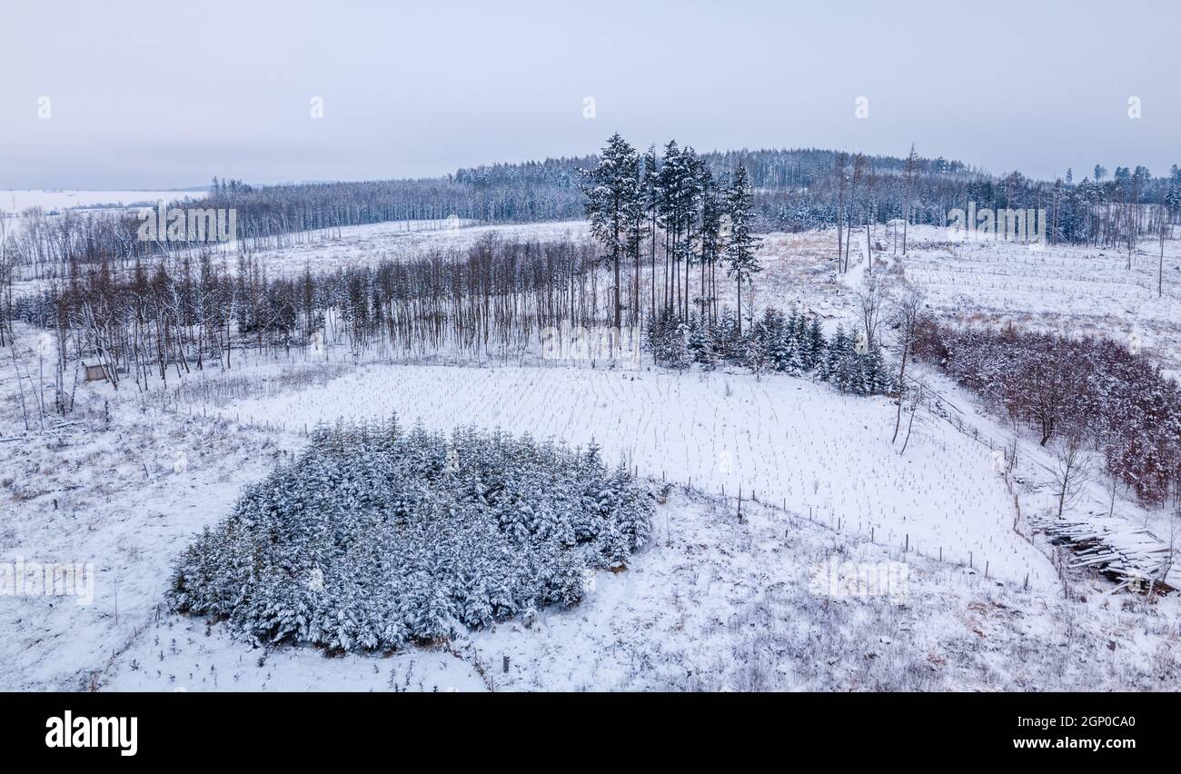 Aerial view of spruce tree in deforested landscape after bark beetle attack, winter theme. Czech Republic, Vysocina region highland Stock Photo