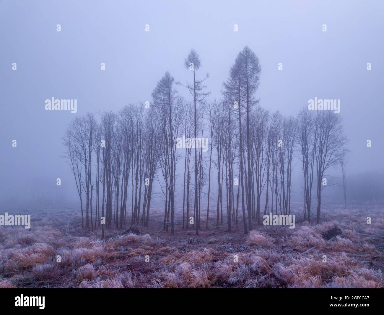 last alone trees in deforested landscape after bark beetle attack, mystical winter theme. Czech Republic, Vysocina region highland Stock Photo