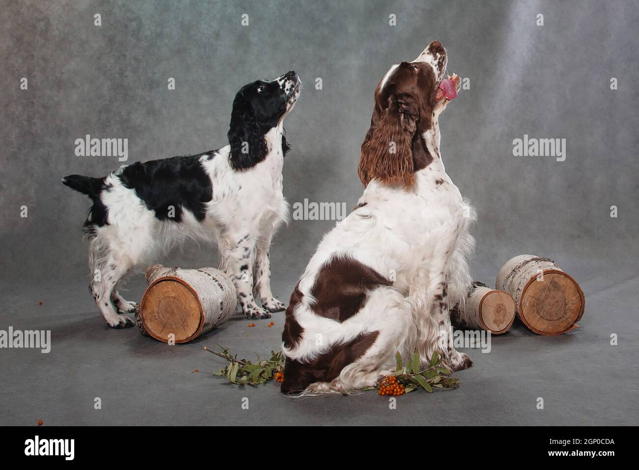 Peasblossom springers 2025