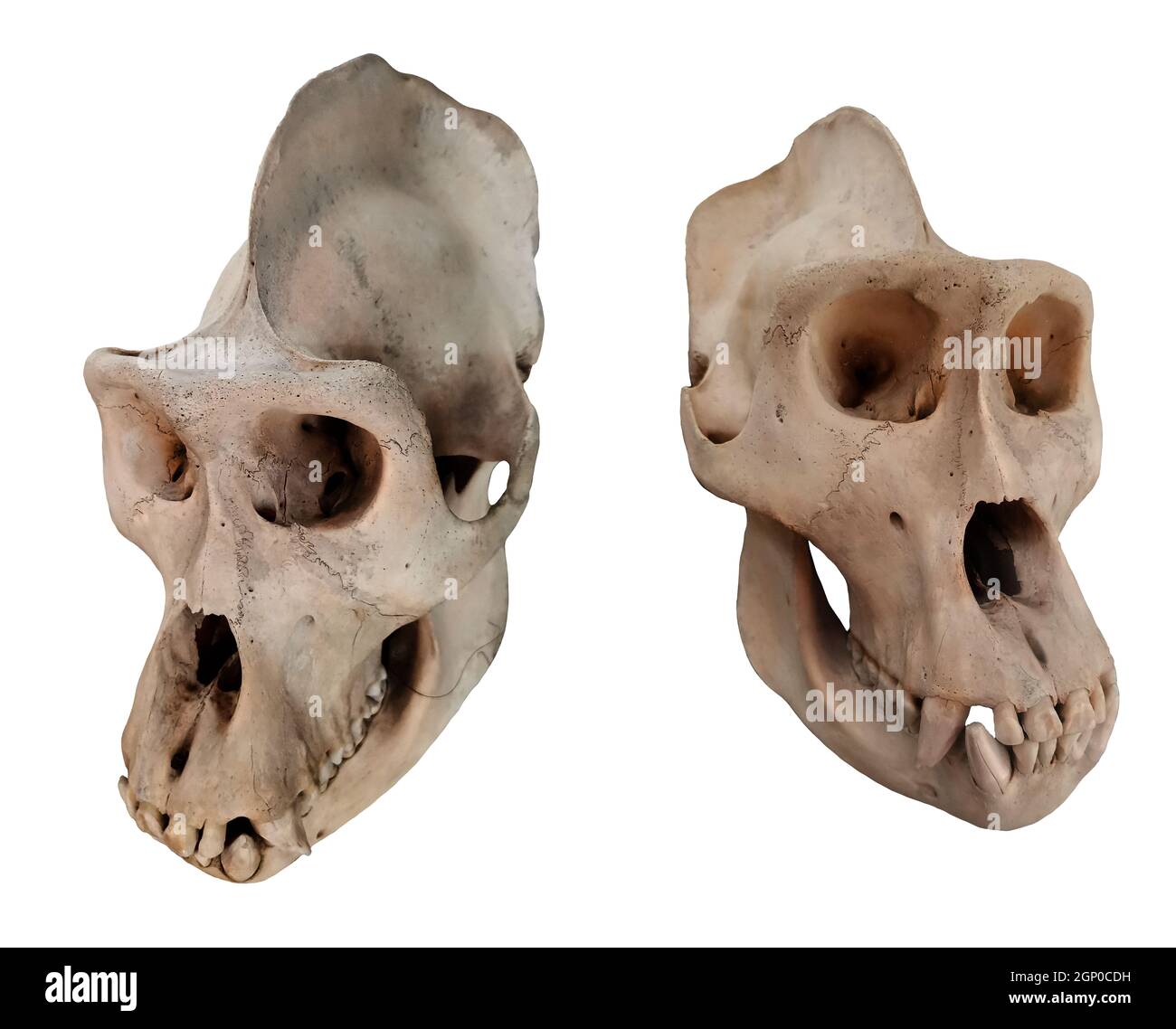 Gorilla skull. Photo with ape bones. Stock Photo