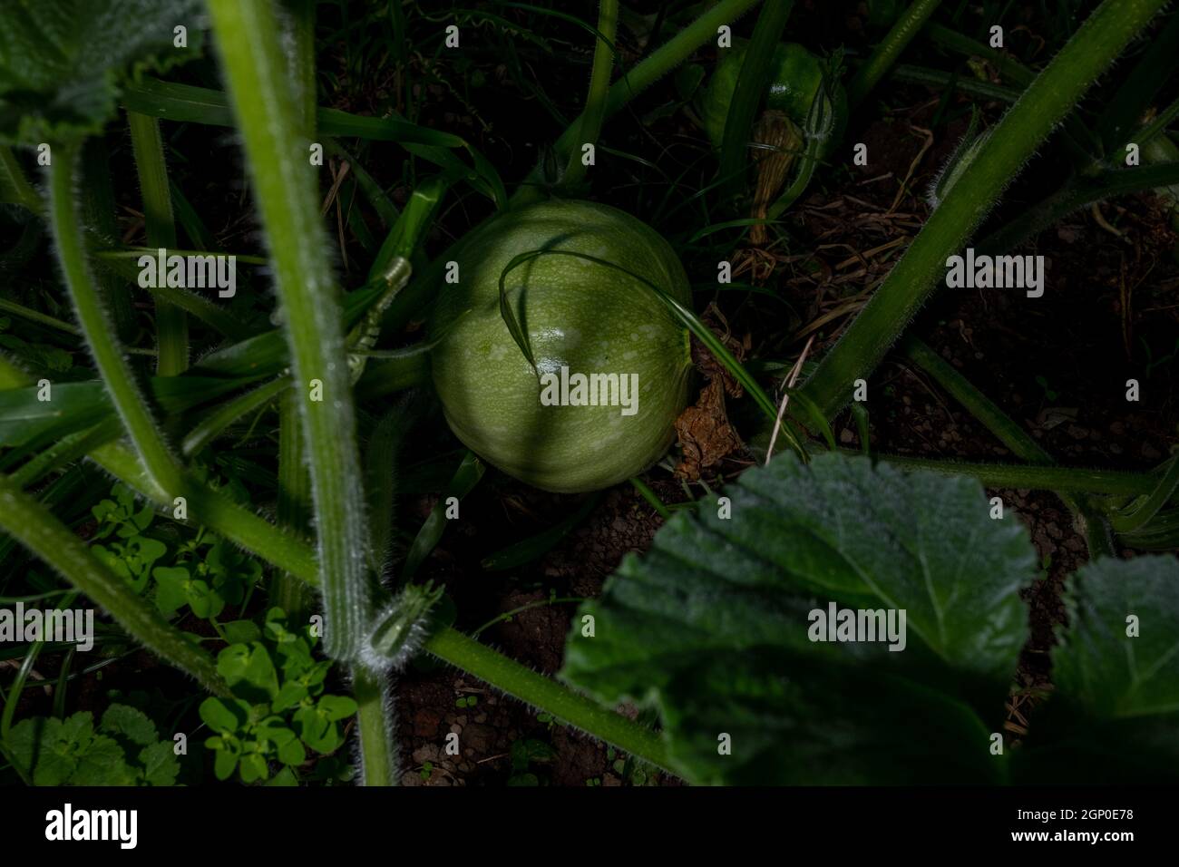 Very small green Pumpkin growing in the middle of green leaves on a pumpkins farm. Stock Photo