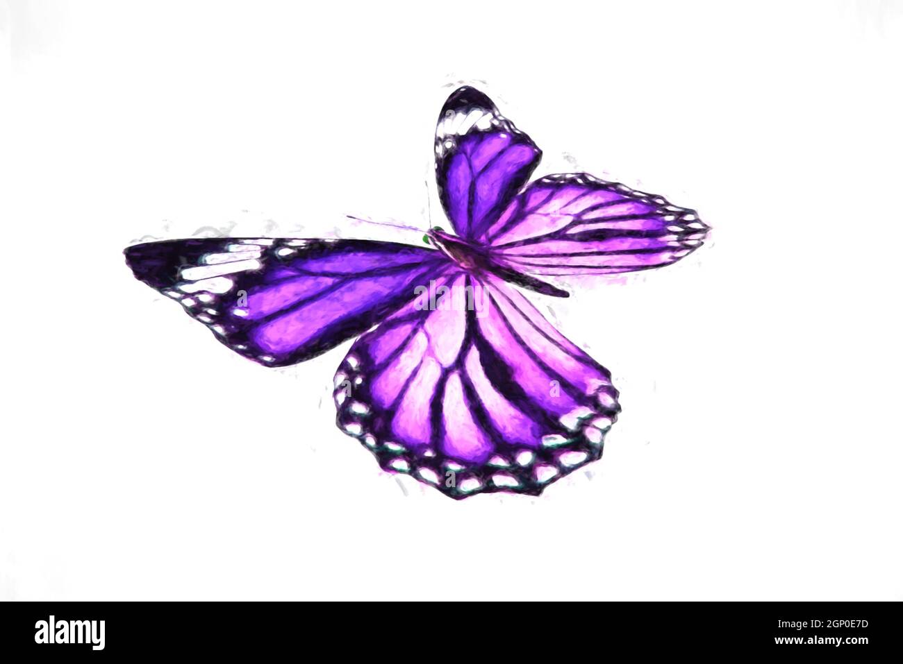 colorful butterfly isolated on white background Stock Photo - Alamy
