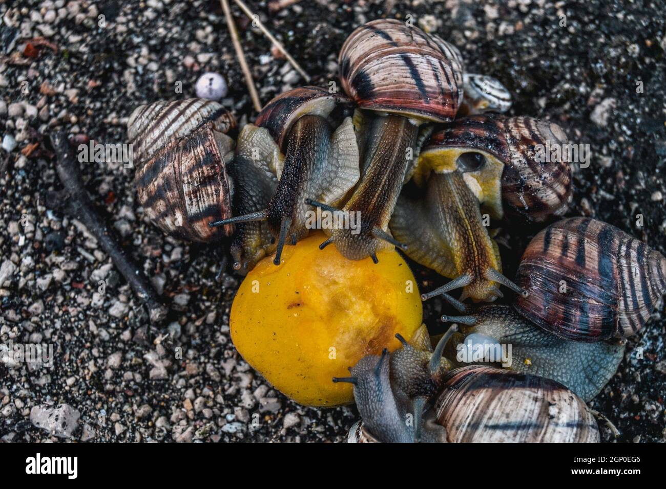 The snails eat an orange. Feeding large snails with citrus fruits. Stock Photo