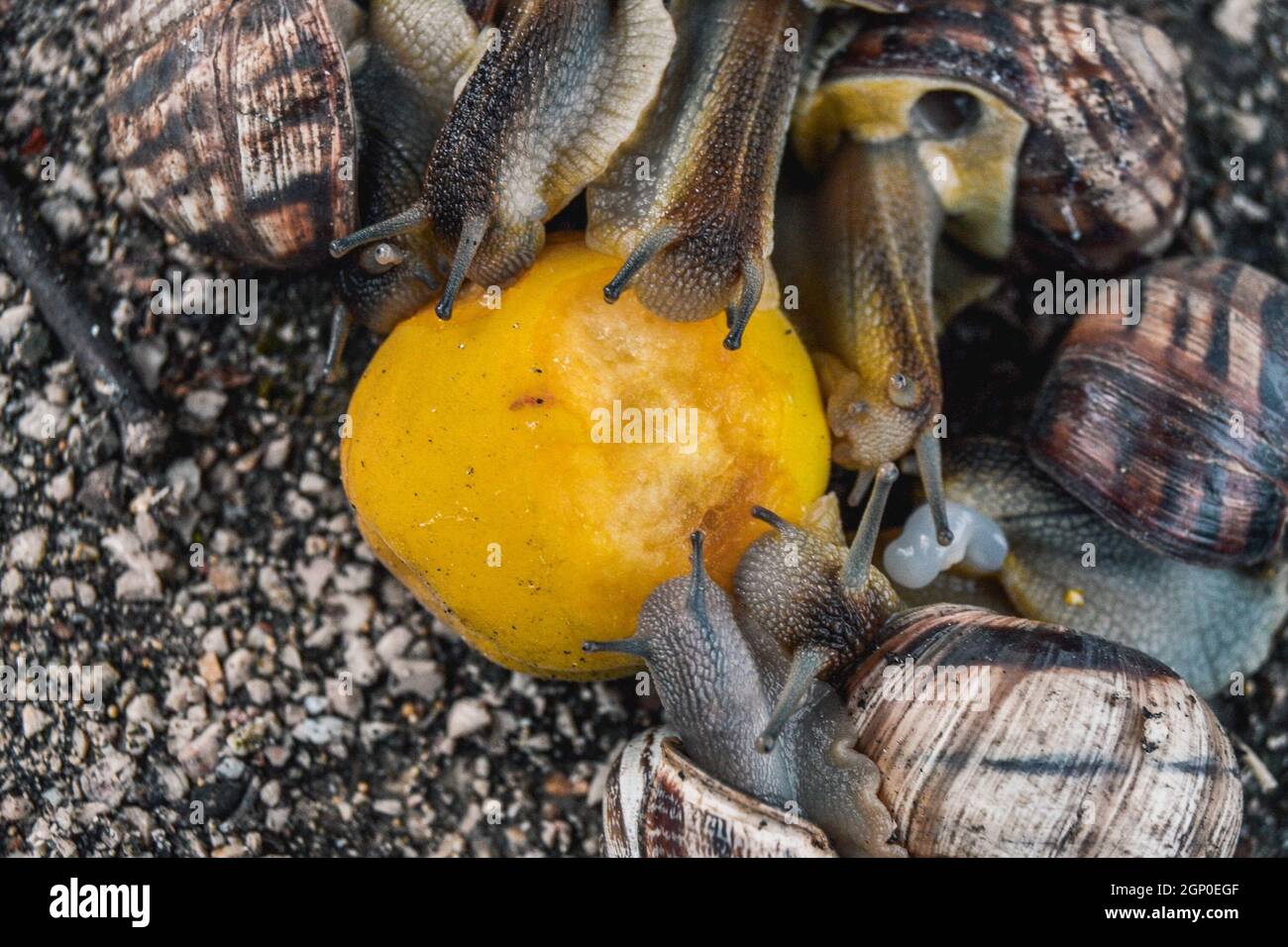 The snails eat an orange. Feeding large snails with citrus fruits Stock