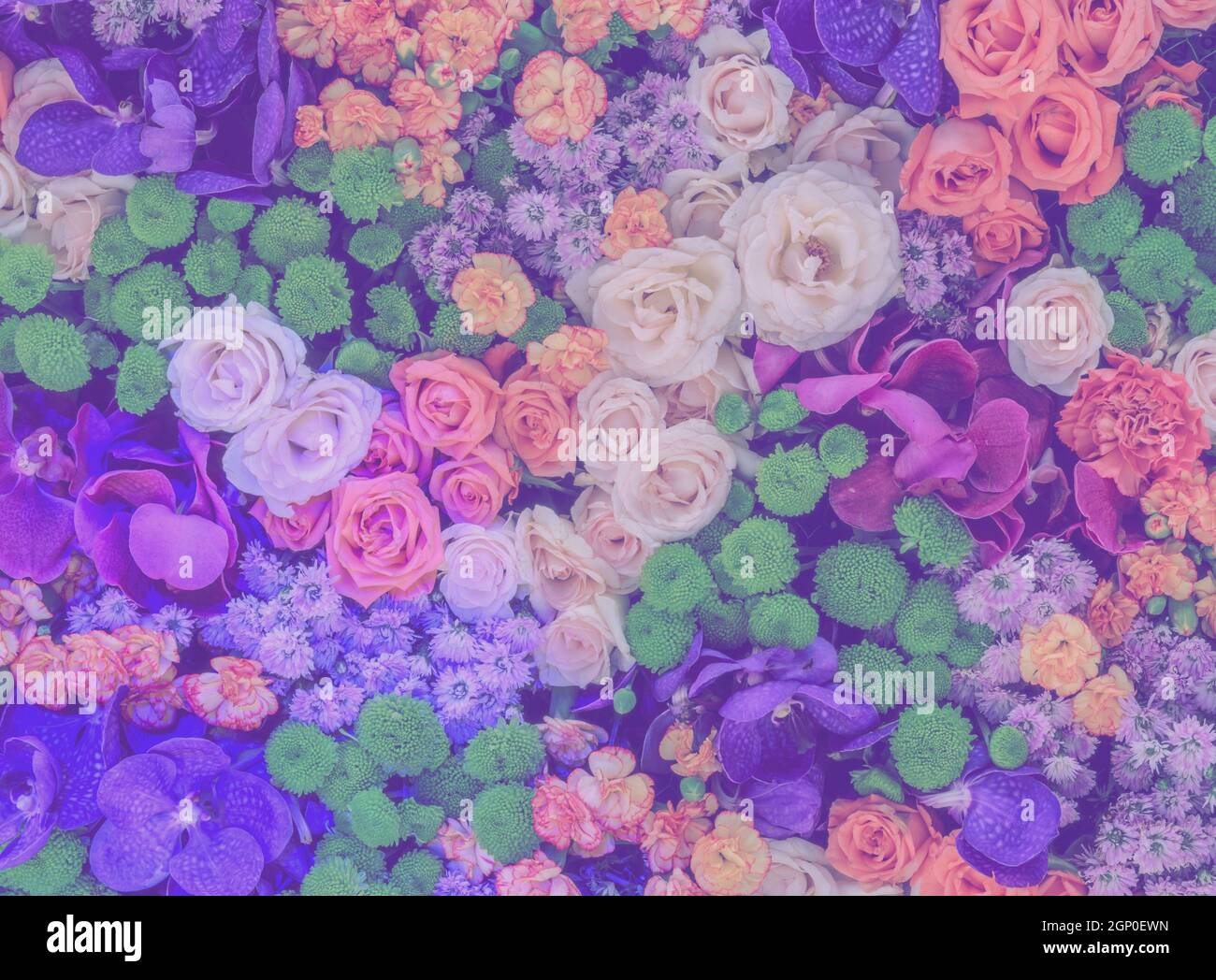 Colorful flower background of rose, chrysanthemum, carnation and orchid Stock Photo