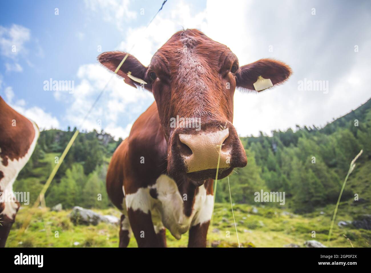 Funny wide angle close up of a curious cow Stock Photo - Alamy