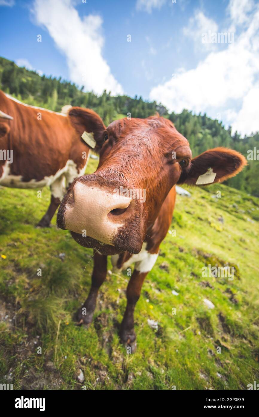 Funny wide angle close up of a curious cow Stock Photo - Alamy