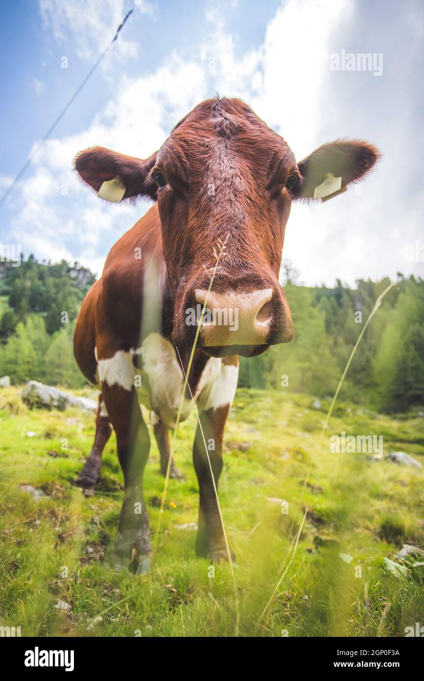 Funny wide angle close up of a curious cow Stock Photo - Alamy
