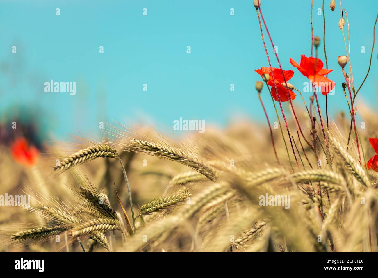 Close up of ripe ears of wheat and red poppy seed in autumn Stock Photo ...