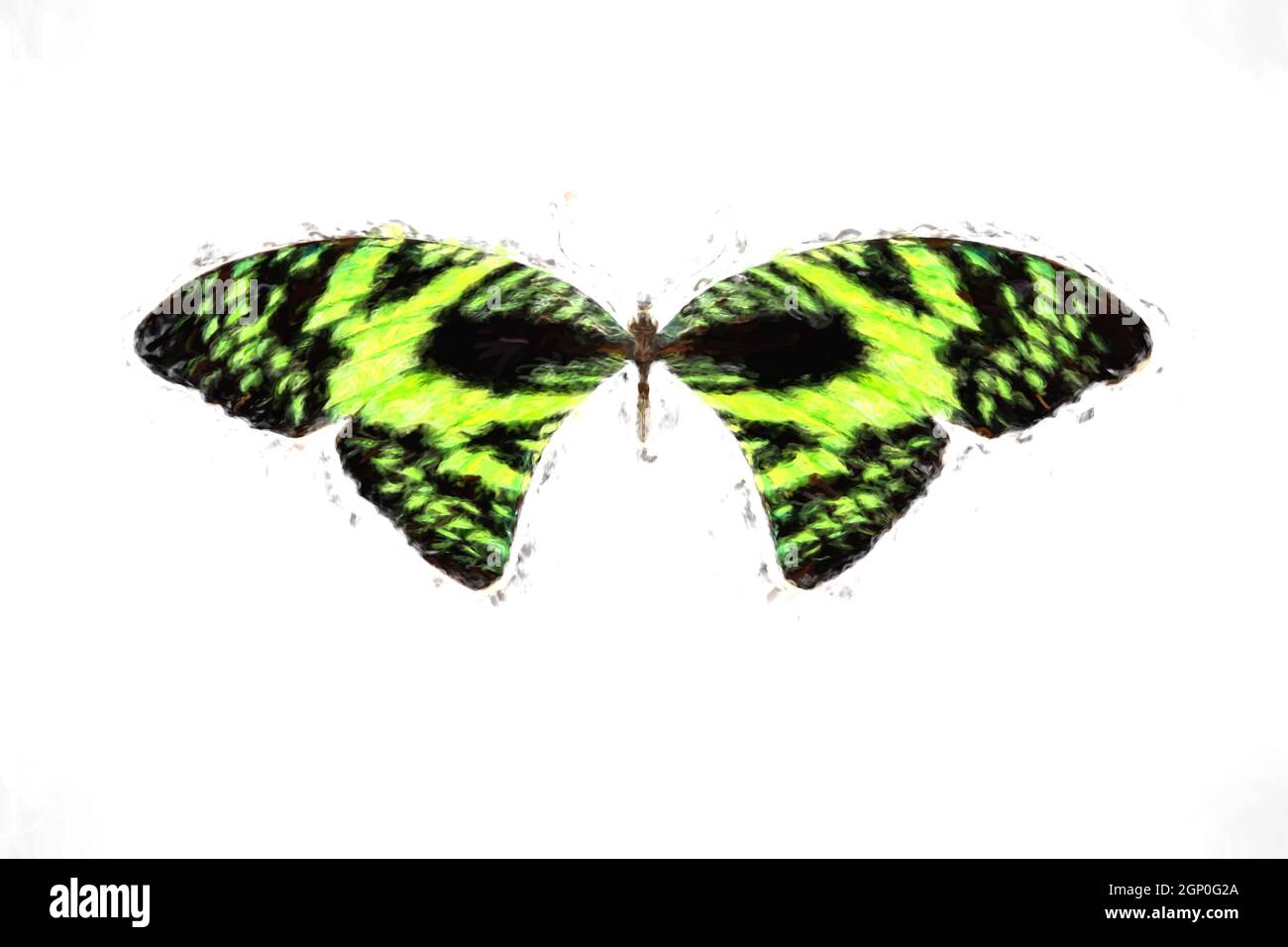 butterfly with green wings. isolated on white background Stock Photo