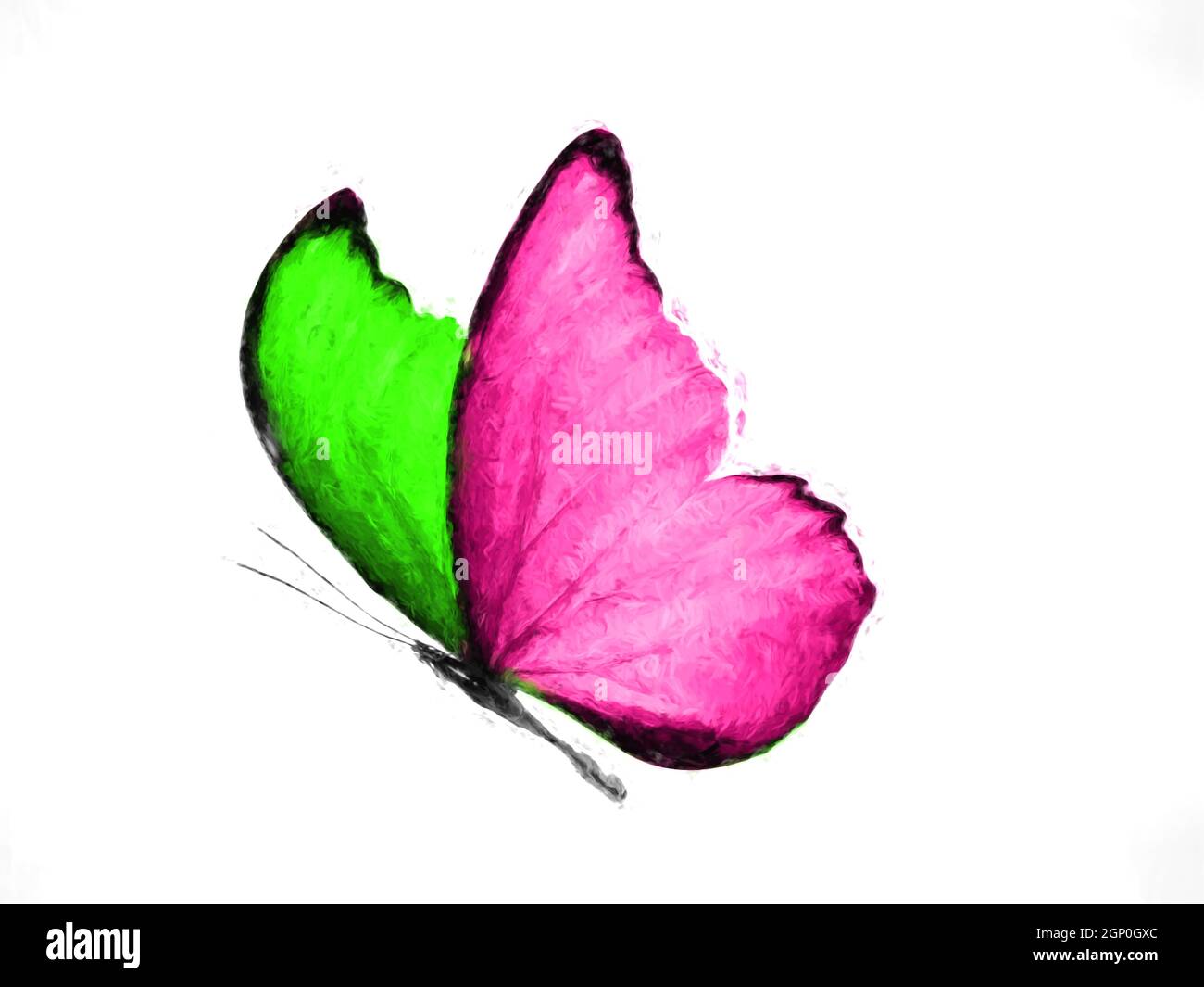 isolated on white background flying butterfly with pink and green wings  Stock Photo - Alamy