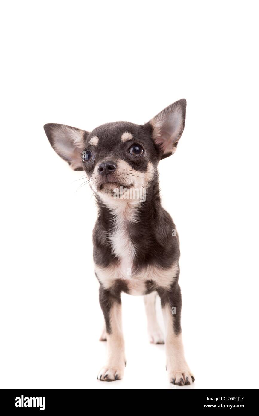 Chihuahua hotsell puppy shots
