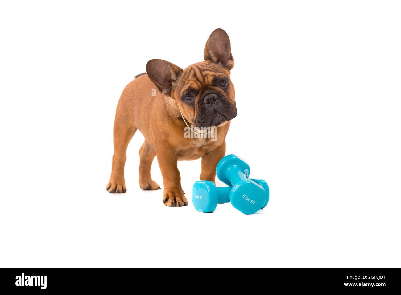 bulldog puppy diet