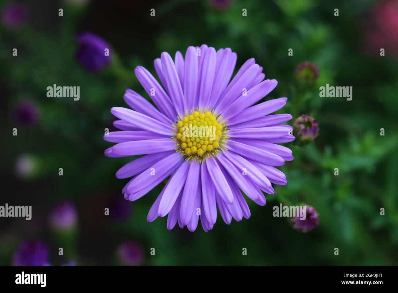 view from above of a beautiful purple aster flower with opening buds in the background, close-up, selective focus Stock Photo