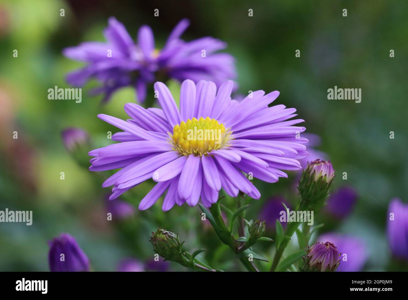 close-up of a pretty violet-blue flower of aster dumosus with several buds against a natural blurry background Stock Photo
