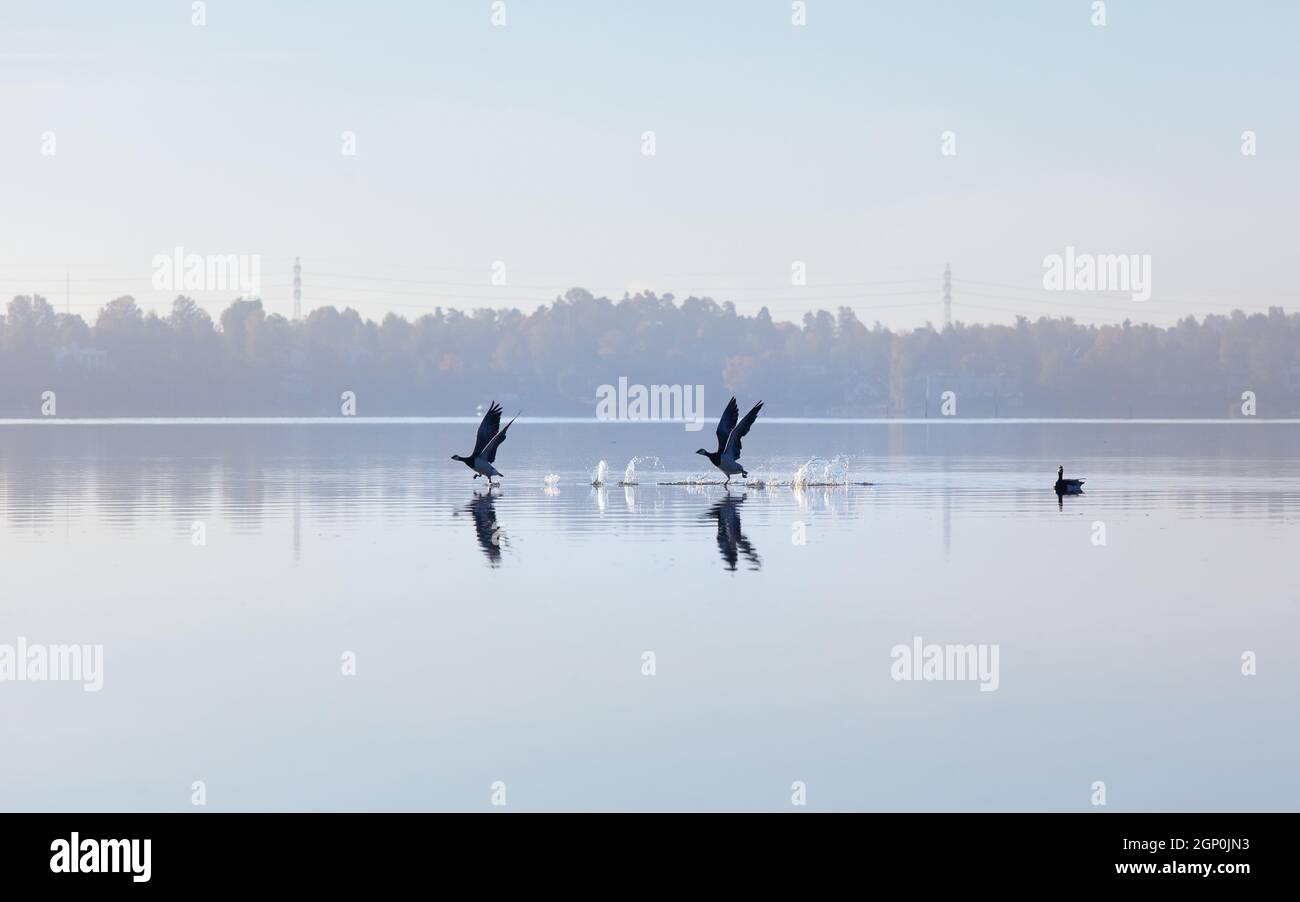 Two barnacle geese, Branta leucopsis, running on water. Birds taking off in autumn. Calm water with reflections. Stock Photo