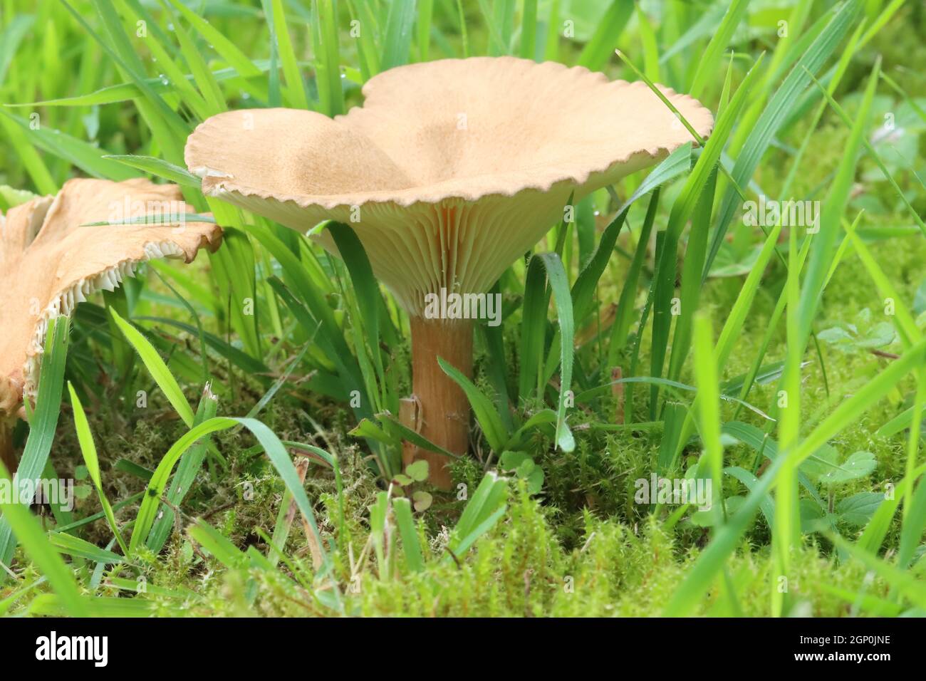 Close-up of a stately, light brown fungi growing between mosses and grasses in a meadow Stock Photo