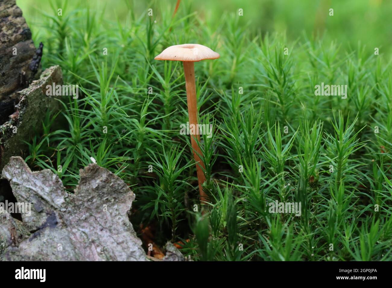 a small, fragile-looking, light brown fungus grows on a forest floor between dark green star-shaped moss and gray bark pieces, close-up, side view Stock Photo