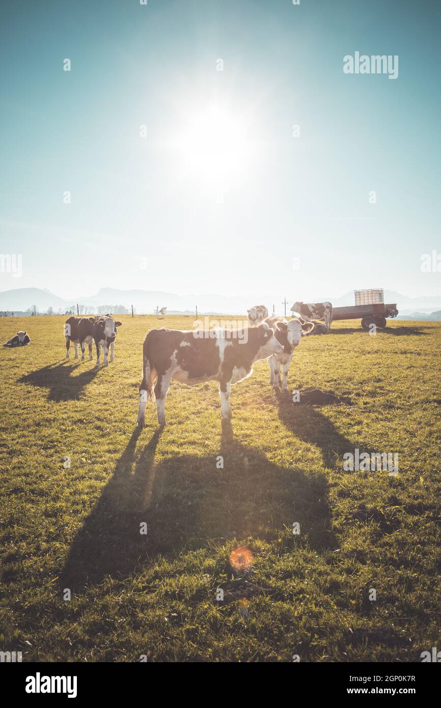 Happy cows are grazing on the green wide meadow Stock Photo - Alamy