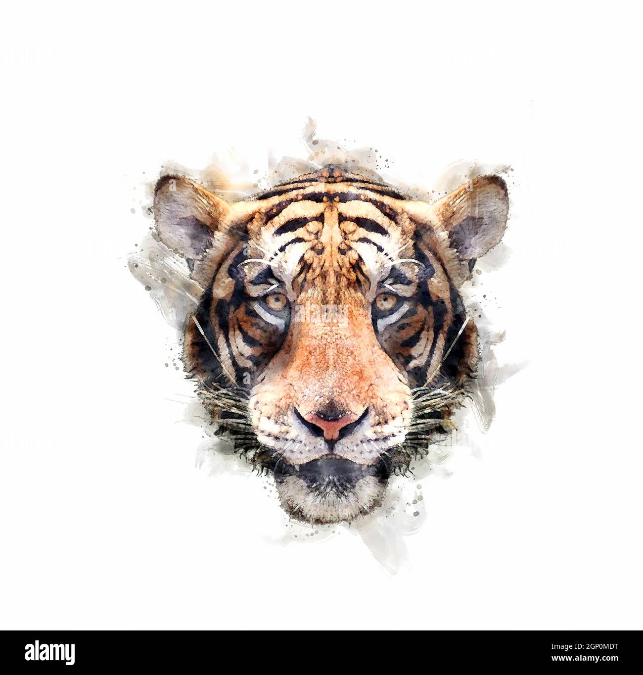 Portrait of the tiger head Watercolor style. Stock Photo