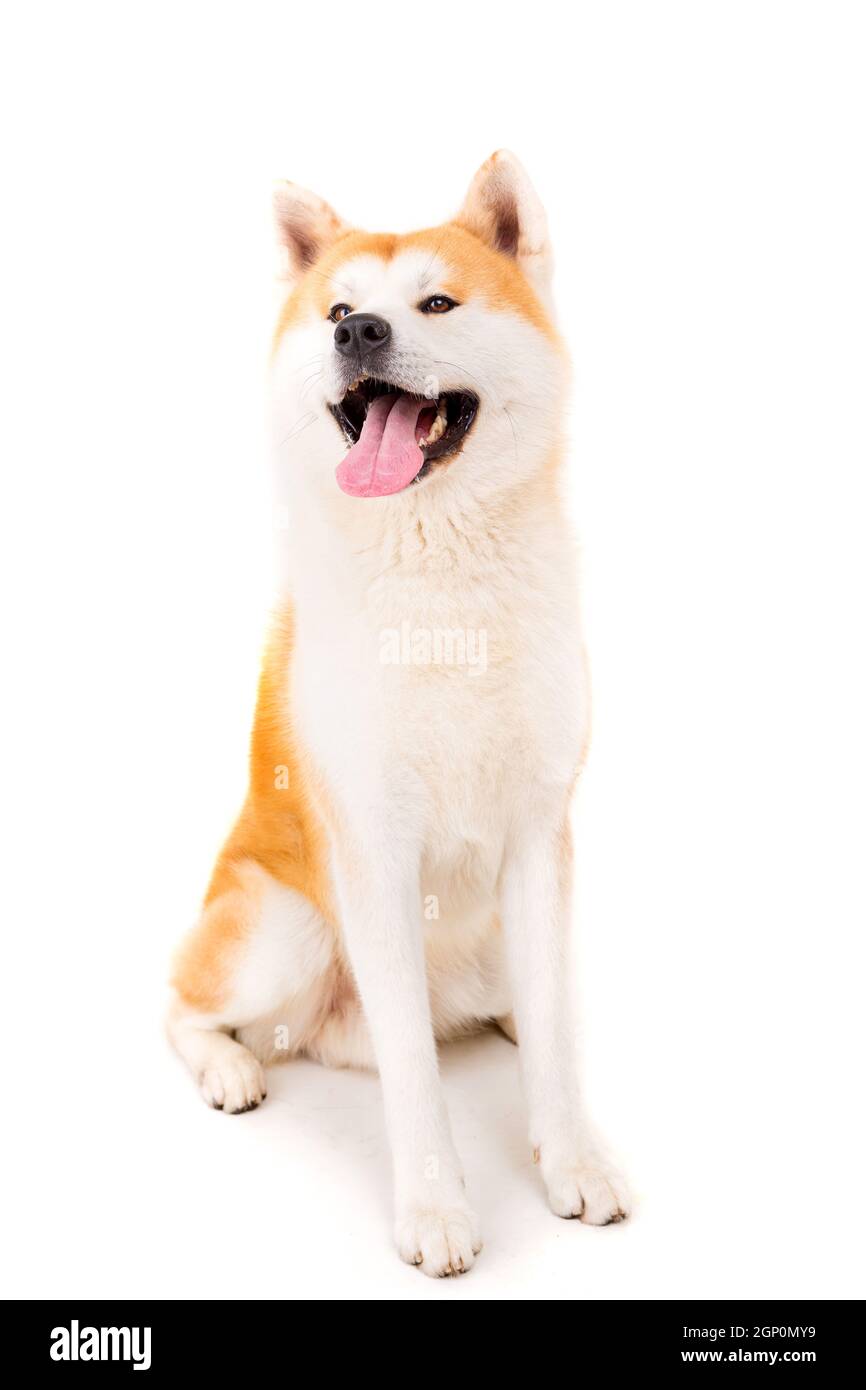 Beautiful Akita Inu dog posing in studio Stock Photo - Alamy