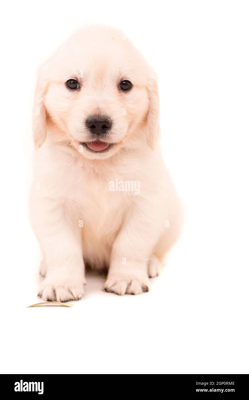 Studio Photo Of A Baby Golden Retriever Isolated Over A White Background Stock Photo Alamy Studio Photo Of A Baby Golden Retriever Isolated Over A White Background Stock Photo Alamy
