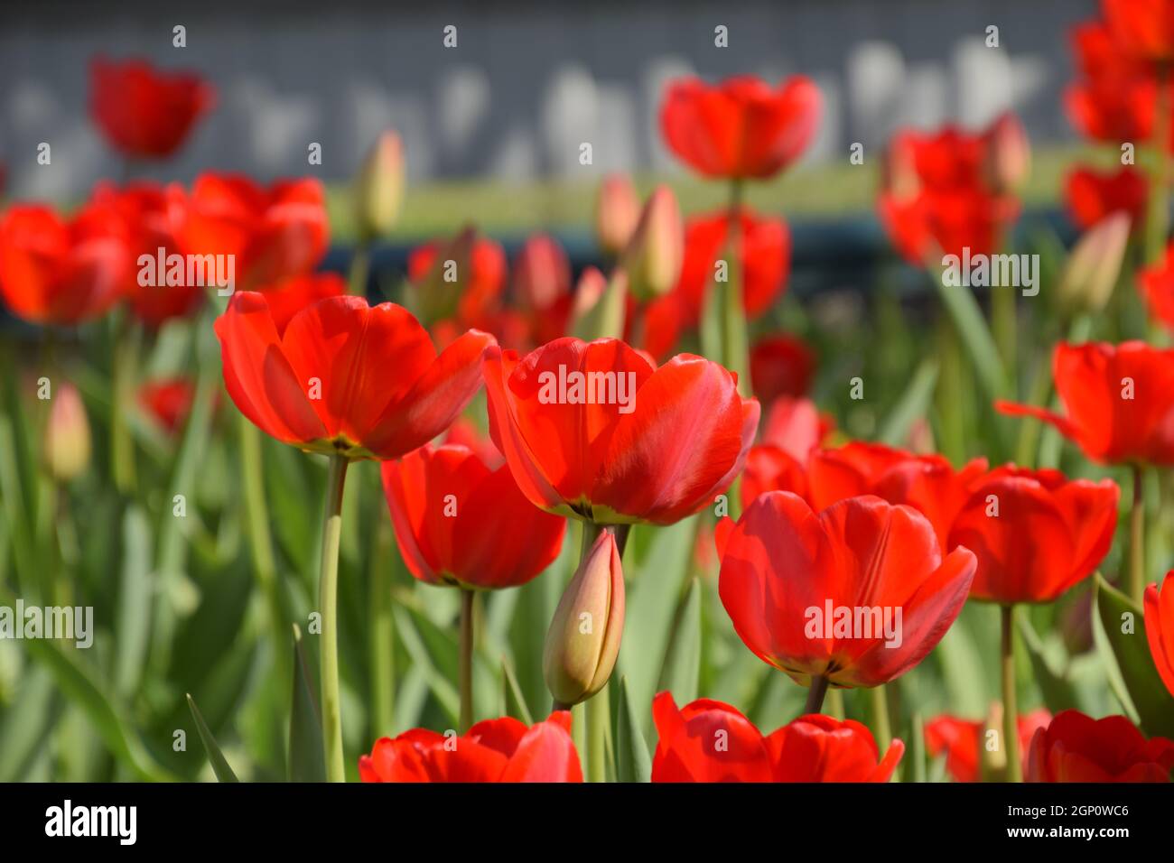 Red tulips bloom in the flowerbed. Flowering of tulips Stock Photo - Alamy